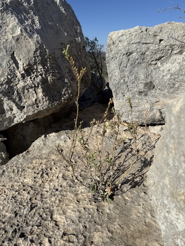Desert Tobacco