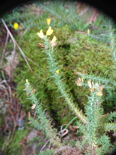 Ulex minor observed 2026-10-22