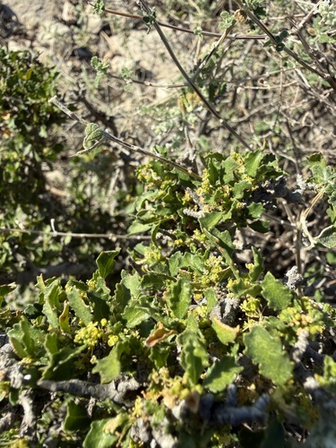 Desert Myrtlecroton