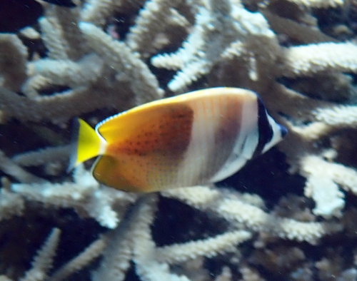 Chaetodon kleinii observed 2026-10-22