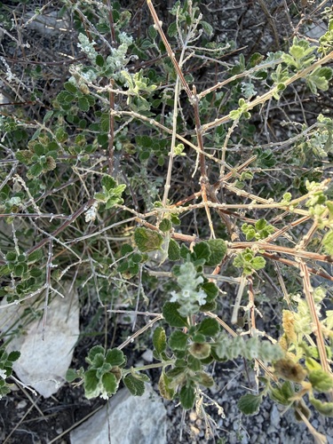 Wright's Beebrush