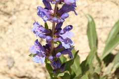 Penstemon payettensis
