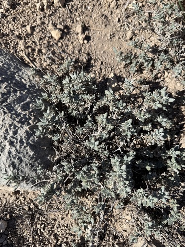 Shrubby Tiquilia