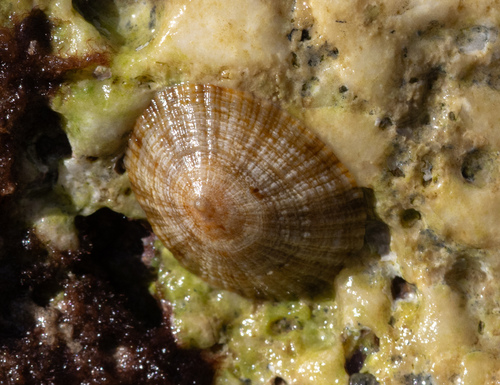Patella caerulea observed 2026-10-10