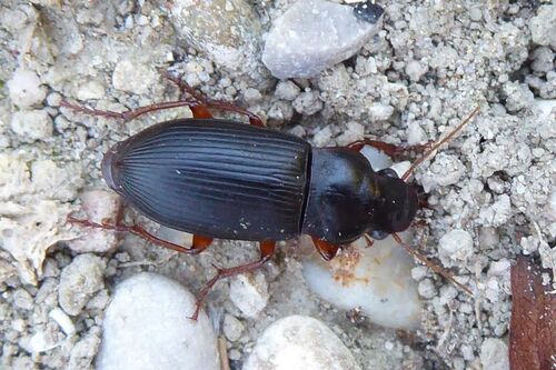 Harpalus rufipes