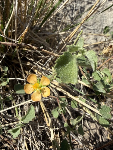 Dwarf Abutilon