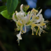 Lonicera periclymenum hispanica - Photo 由 Paulo Rocha 所上傳的 (c) Paulo Rocha，保留部份權利CC BY-NC