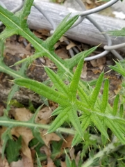 Cirsium vulgare
