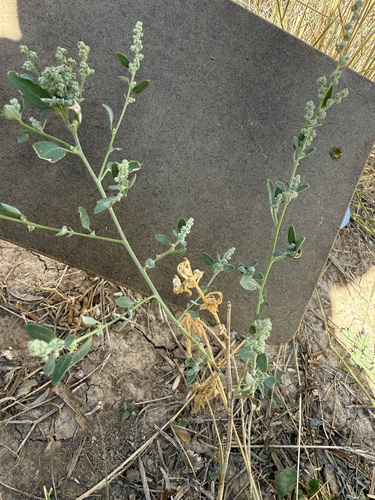 Mealy Goosefoot