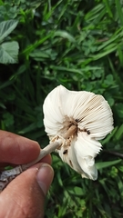 Chlorophyllum hortense