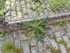Cirsium vulgare