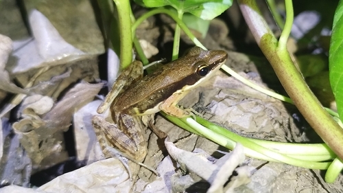 Bijurana nicobariensis observed 2026-10-23