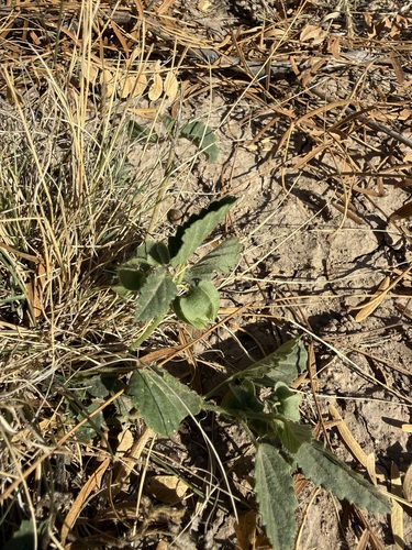 Rhynchosida physocalyx, 2026-10-21