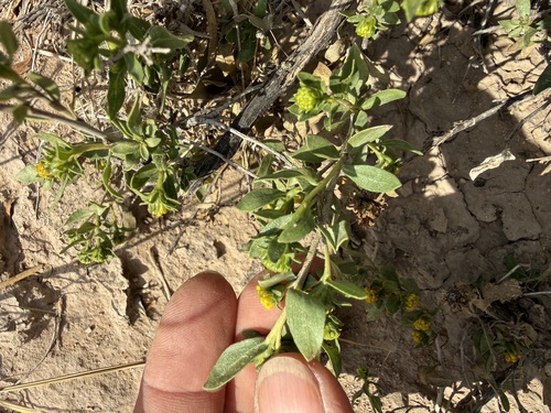American Tarwort