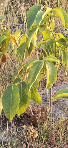 Holarrhena pubescens observed 2026-10-23