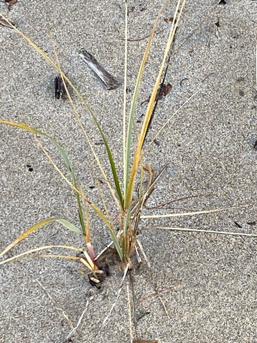 Calamagrostis breviligulata, 2026-10-23