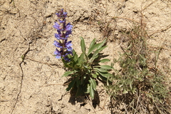 Penstemon payettensis