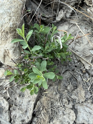Smartweed Leafflower