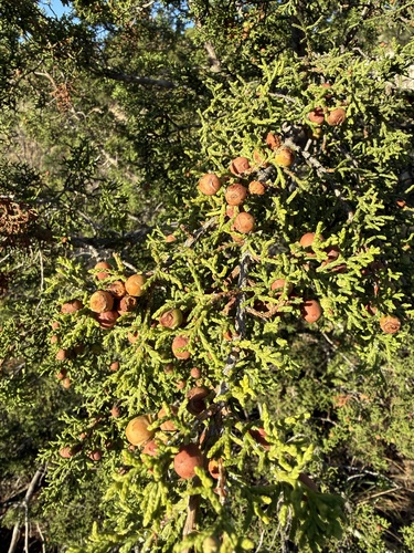 Redberry Juniper