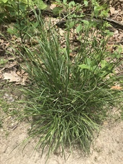 Carex virescens