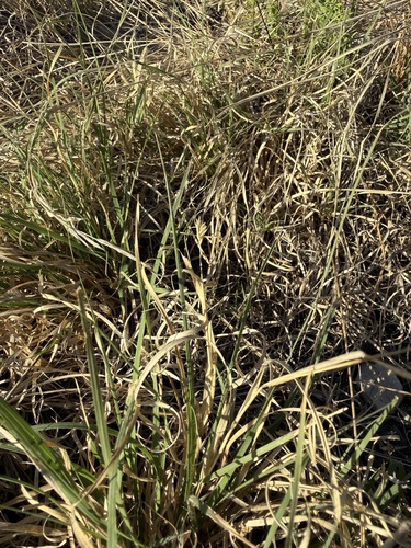 Bouteloua dactyloides observed 2026-10-20