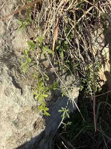 Slimlobe Globeberry