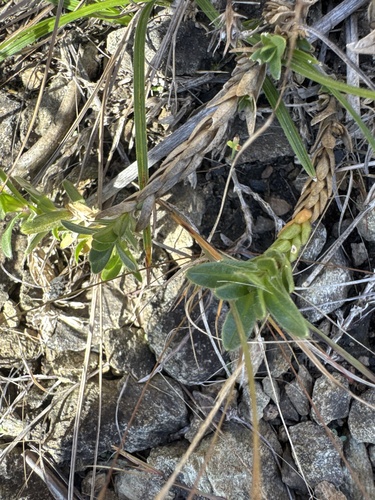 Cerastium arvense observed 2026-10-23