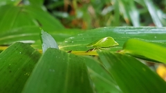 Hespenedra chilensis
