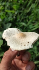 Chlorophyllum hortense