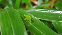 Hespenedra chilensis