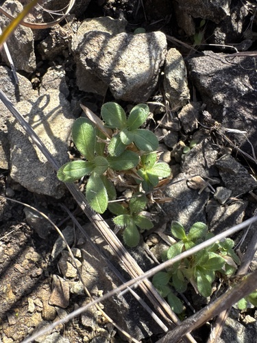 Cerastium arvense observed 2026-10-23