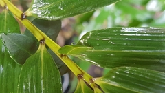 Hespenedra chilensis