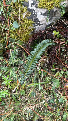 Polystichum lonchitis observed 2026-10-22