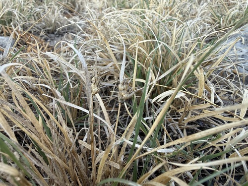 Bouteloua dactyloides observed 2026-10-21
