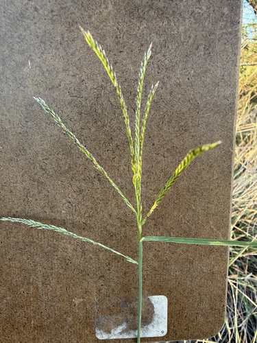 Disakisperma dubium observed 2026-10-21