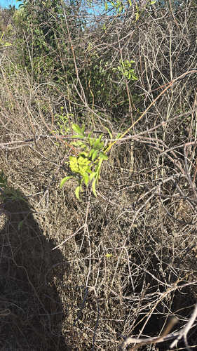 Sambucus mexicana observed 2026-10-23