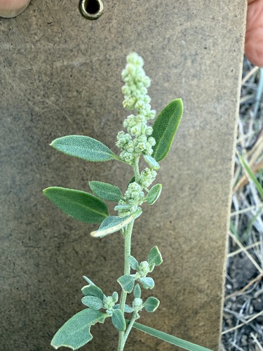 Mealy Goosefoot