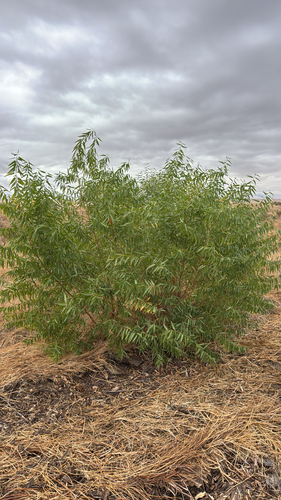 Goodding's willow