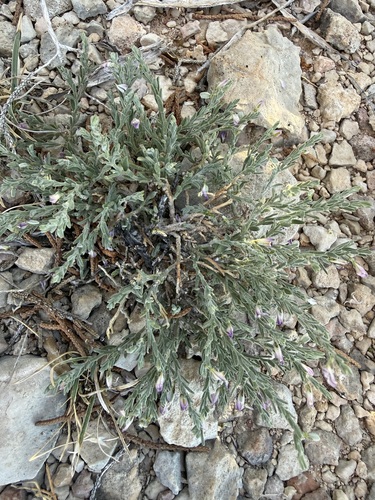 Glandleaf Milkwort