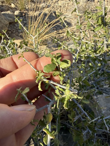 Desert Myrtlecroton