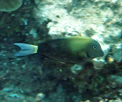 Acanthurus auranticavus observed 2026-10-22
