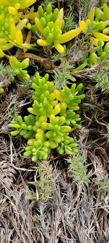 Batis maritima observed 2026-10-23