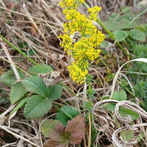 Galium verum observed 2026-10-23