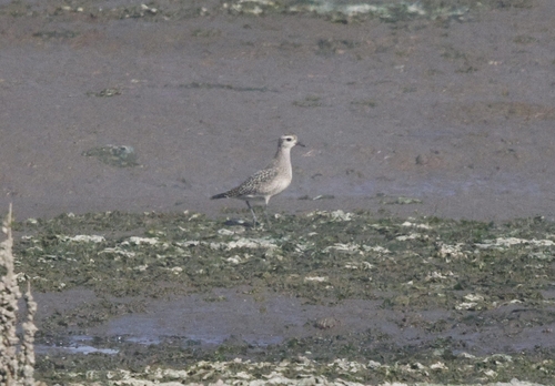 Pluvialis dominica observed 2026-10-21