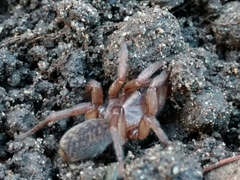 Acanthogonatus centralis