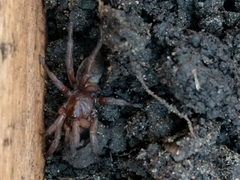 Acanthogonatus centralis