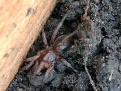 Acanthogonatus centralis