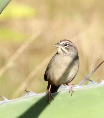 Rufous-crowned Sparrow