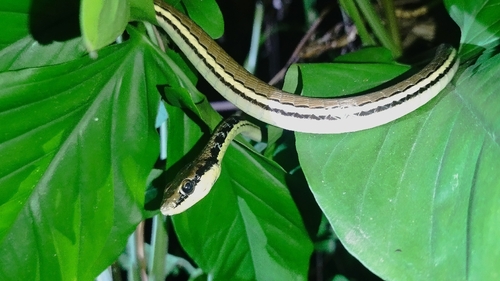 Dendrelaphis pictus observed 2026-10-22