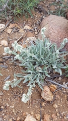 Oreocarya suffruticosa setosa